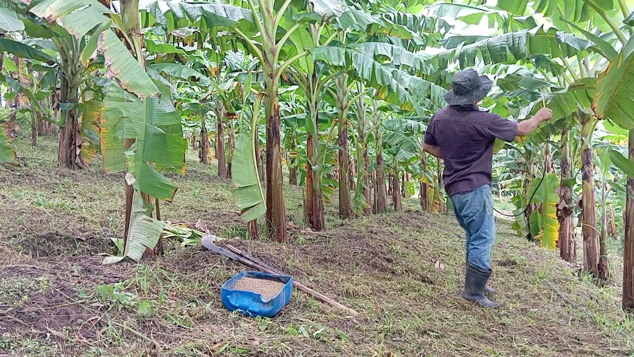 Adubação para banana da terra ou comprida