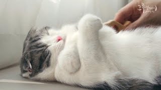 Relax with a cute cat