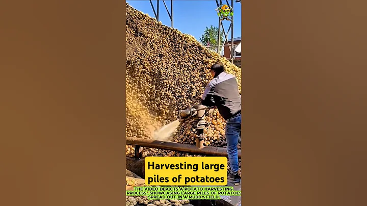 Harvesting large piles of potatoes spread out in a muddy field