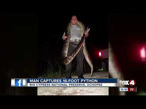 Man Captures 16-Foot-Python