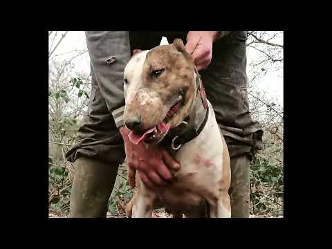 Video: El asombroso ancestro extinto de tu Bull Terrier