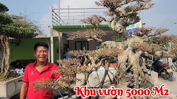 Khám phá khu vườn rộng hơn 5000 M2 đa dạng các loại cây của anh Phú Mạnh Đông hòa TP Thái bình