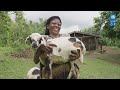 Voices from our climate and resilience interventions in Ethiopia