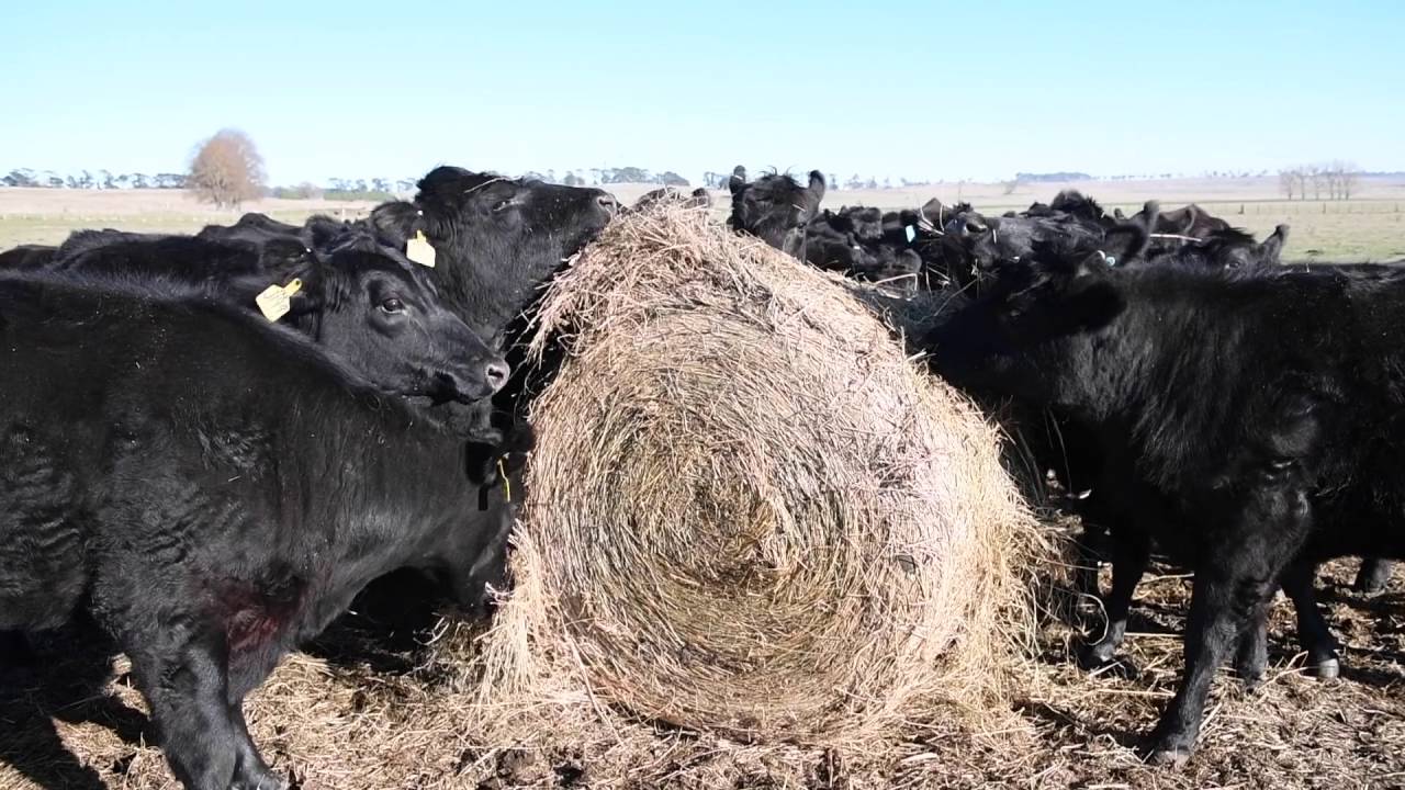 Calving time at Bald Blair