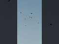 #hight flayr pigeon #kabutar#bird#pigeon#youtube#short#video