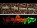 Science Experiment | Как сделать разноцветное пламя? Это удивит каждого! | ТОПНАУКА