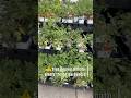 ⚠️Don’t plant tomatoes this late (Texas and Warm climates)