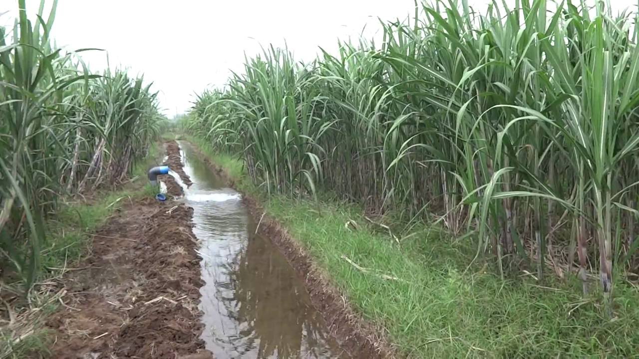 Sugar Cane Farming In India G K Farms Youtube