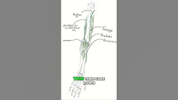 🧠 Complete course and functional Radial Nerve Anatomy illustrated in 45 seconds! 📚