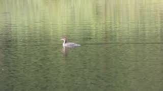 Juvenile Hooded Merganser taking off.