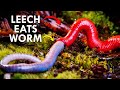 Predatory Leeches Exist, And Are Horrific