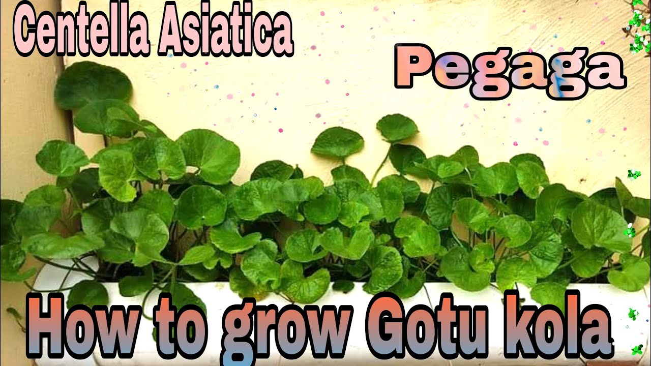 How to grow Gotu kola / Cara tanam pegaga YouTube