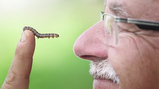 I HATED Tent Caterpillars! Until THIS Happened...