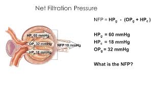 Chap 24 25 Urinary system part 2