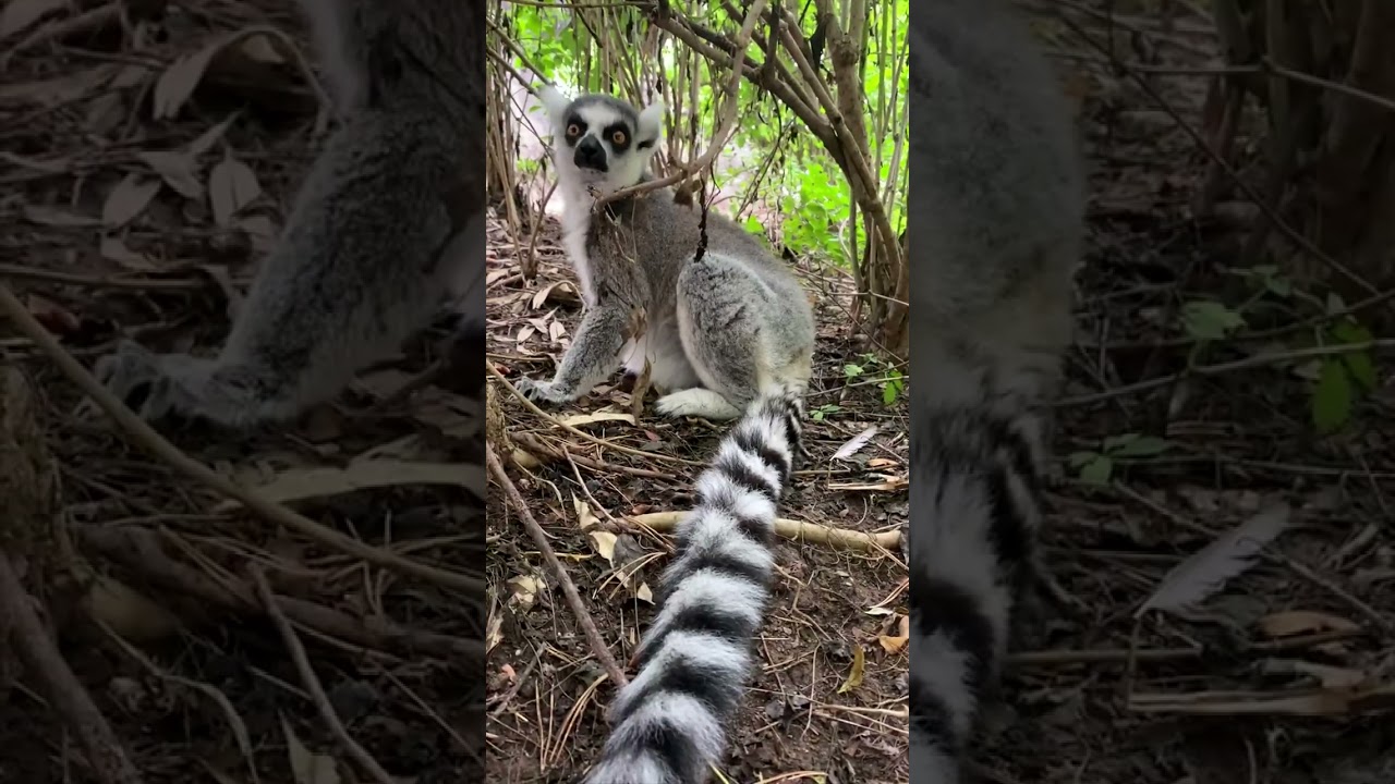Ring-tailed lemur guide: where they live, what they eat, and why they're  endangered - Discover Wildlife