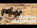 Stallion Stalemate: the Story of Australia’s Heritage Horses