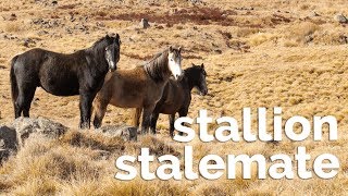 Stallion Stalemate: the Story of Australia’s Heritage Horses