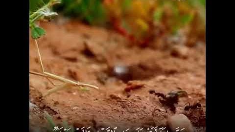 #تلاوات #ماهر_المعيقلي #ياسر_الدوسري #ناصر_القطامي #السديس #خالد_الغامدي(10)