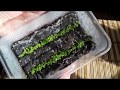 Выращивание колеуса из семян. Посев колеуса на салфетку