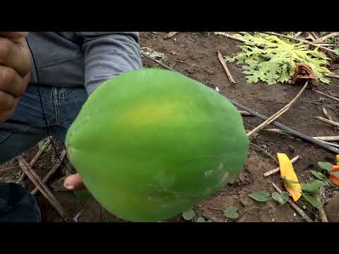 Video: Cómo usar Lemongrass: 12 pasos (con imágenes)