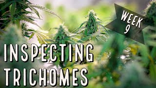 Season 2 (Week 9): Inspecting Trichomes for Harvest