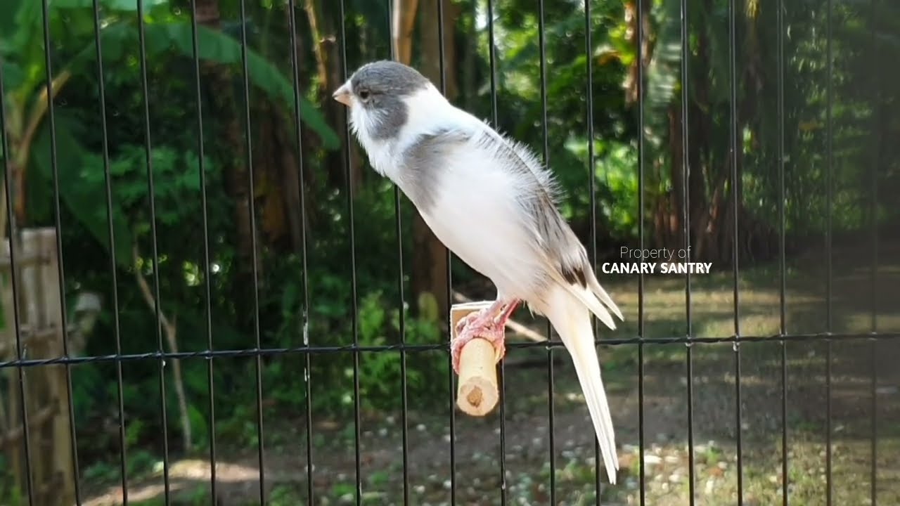 Зов самца канарейки для вызова бурной реакции