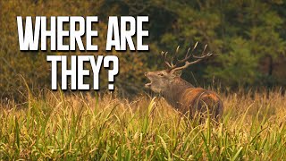 Download Lagu Waiting for the Roar: Ireland's Native Red Deer Rut in Killarney MP3