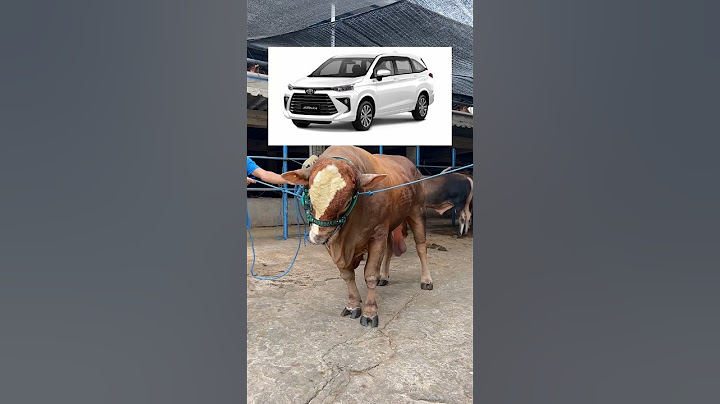 SAPI KURBAN INI SEHARGA MOBIL BARU 2024