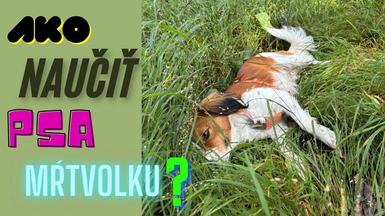 AKO NAUČIŤ PSA MŔTVOLKU? tutoriál