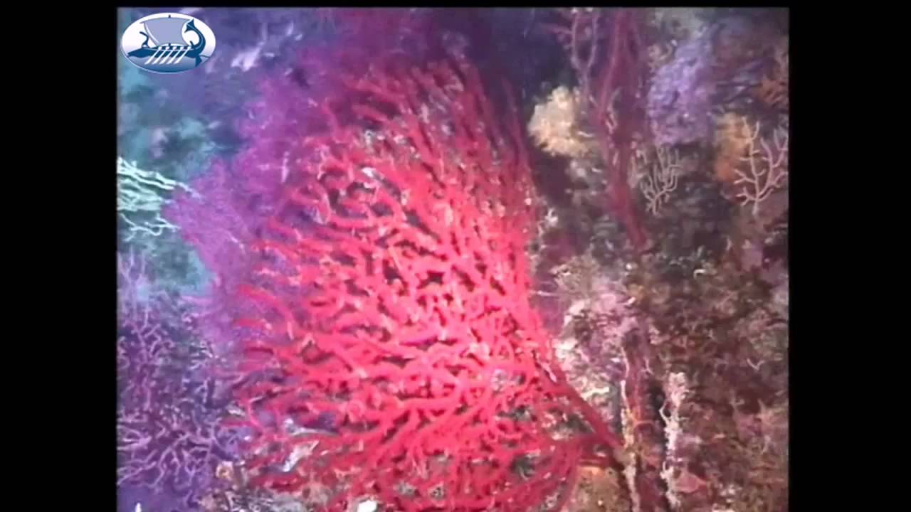 Red corals in the Mediterranean Sea (Aegean sea) Τα Κόκκινα κοράλια του ΑΙΓΑΙΟΥ YouTube