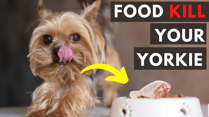 25 Foods Your Yorkshire Terrier Should Never Eat - DayDayNews