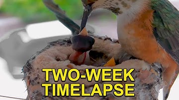 Hummingbird Babies Growth - 2 Weeks in 2 Minutes TIMELAPSE