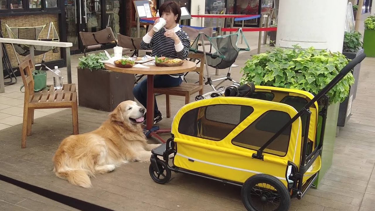 そこはわんちゃん連れに優しい場所でした(笑)日本最大級の三井アウトレット木更津へ！ 【golden retriever japan】