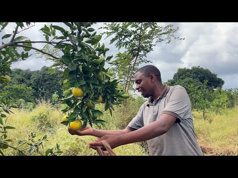 The Fruits Of Chang Ombe Providing Farming Communities With Everything They Need