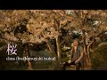 桜 - class (feat.katsuyuki tsukui)