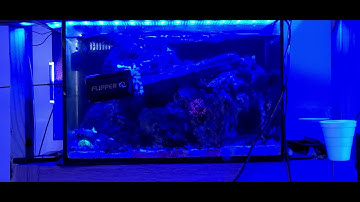 18 gallon reef cobalt c vue