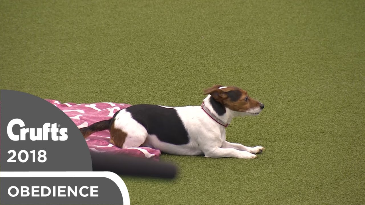 Download Obreedience - The Russelers | Crufts 2018