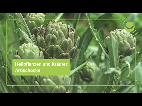 Video: Eigenschaften Und Verwendungen Von Artischocke