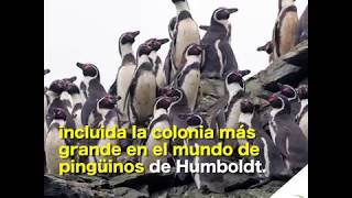 Chile: plan regulador favorece proyecto Dominga y desconoce zonificación del borde costero