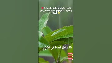 "قصة نصر الله العظيم | استمع لسورة الفيل وخذ العبرة! 🌟📖"