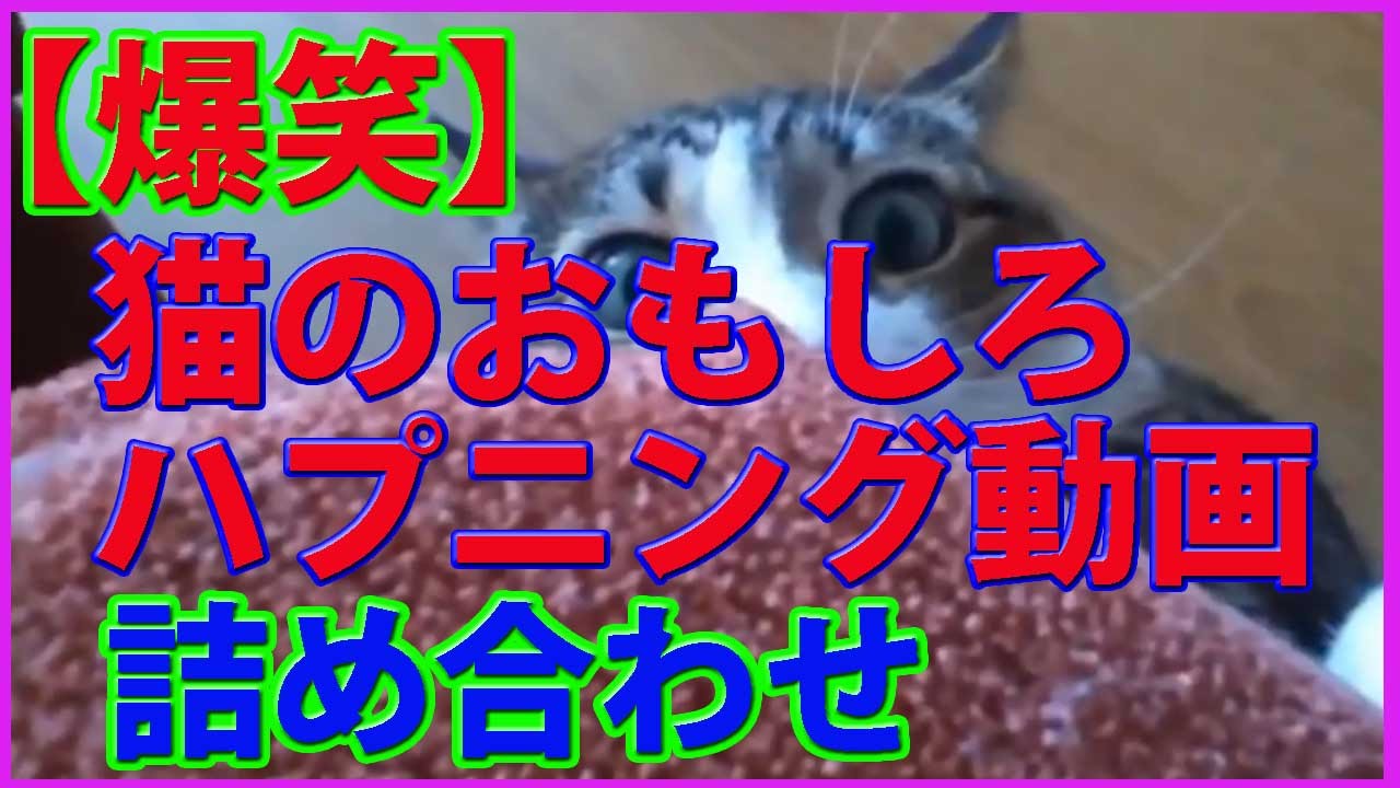 爆笑 猫のおもしろハプニング動画 詰め合わせ Youtube