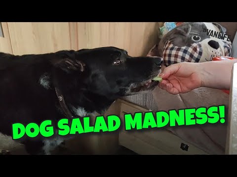 DOG SALAD MADNESS | Dog Eats Salad #vanlife