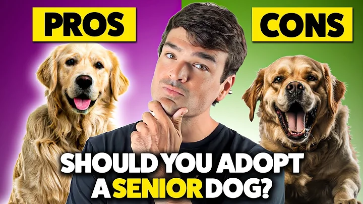 Should You Adopt a Senior Dog? The Honest Pros & Cons