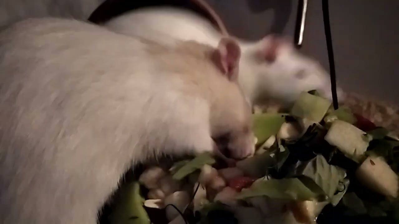 happy rats eat salad in utter joy