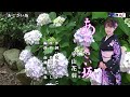 あじさい坂 平山花羽はなはオリジナル・カラオケ