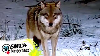 Wölfe bei OLI's Wilde Welt | SWR Kindernetz