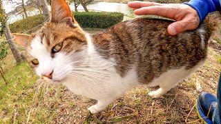 公園にいた野良猫を撫でるとゴロンゴロン転がって喜んだ