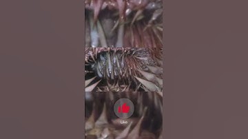 This Sea Turtle Has Something Out of This World in Its Mouth...