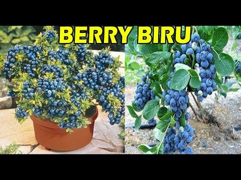 Video: Menanam Semak Blueberry - Petua Untuk Penjagaan Tumbuhan Blueberry