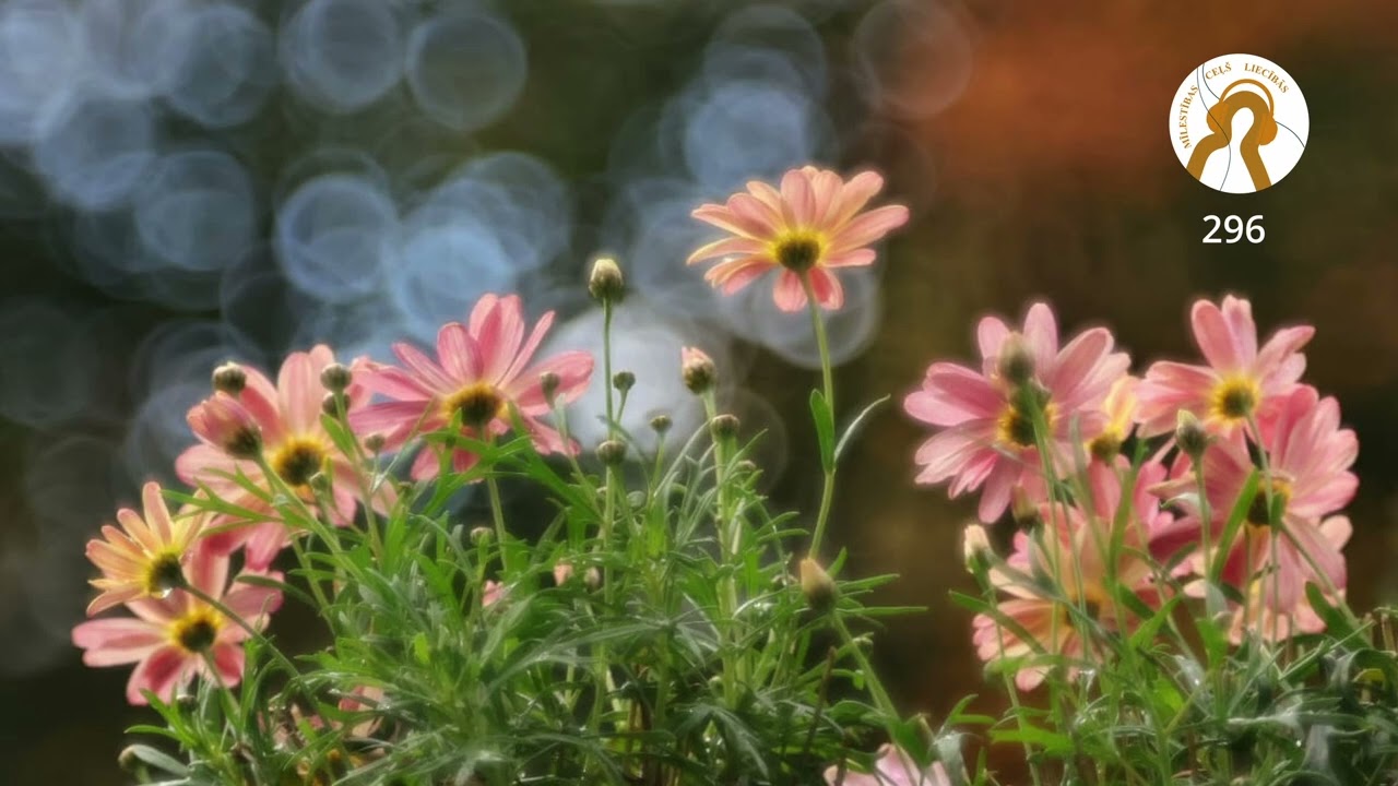 MĪLESTĪBAS CEĻŠ LIECĪBĀS | LIECĪBAS SPĒKS